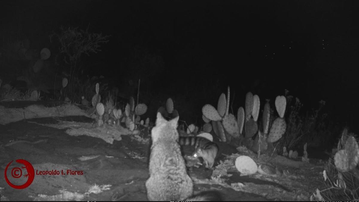 De noche, cacomixtles recorren techos y bardas en Toluca, mostrando la biodiversidad que resiste en la ciudad. Foto: Especial
