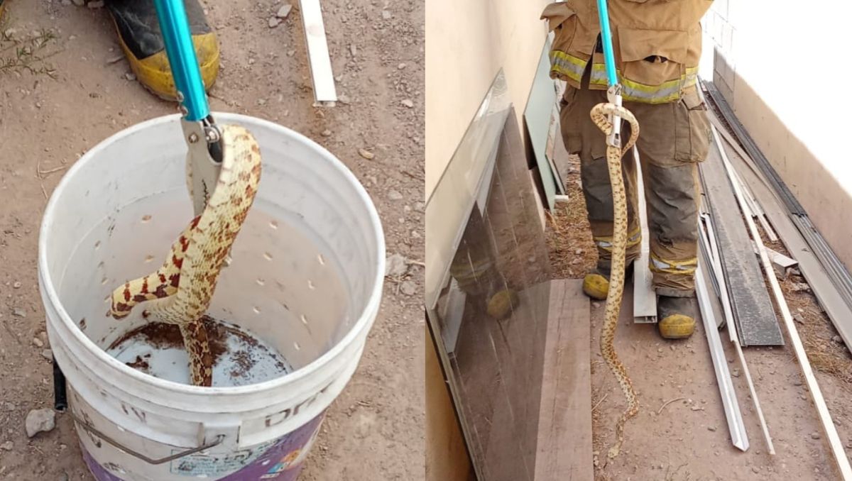 El reptil se escondía entre objetos del patio, lo que dificultó su localización antes de ser capturado. | Especial