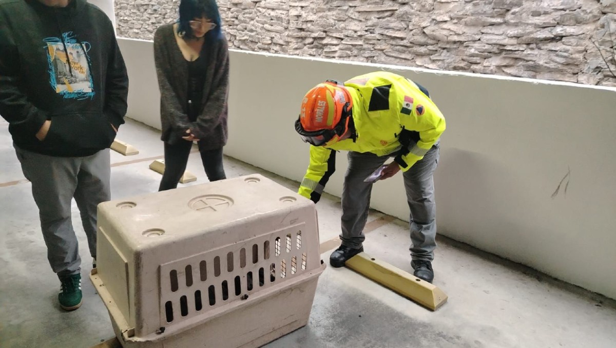 Los gatitos fueron resguardados en una jaula para su traslado seguro. Foto: Especial