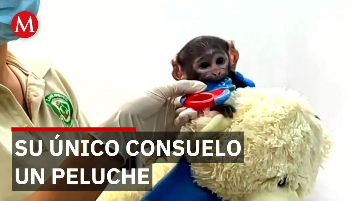 Historia de Yugi el mono rescatado en Guadalajara que lucha por integrarse