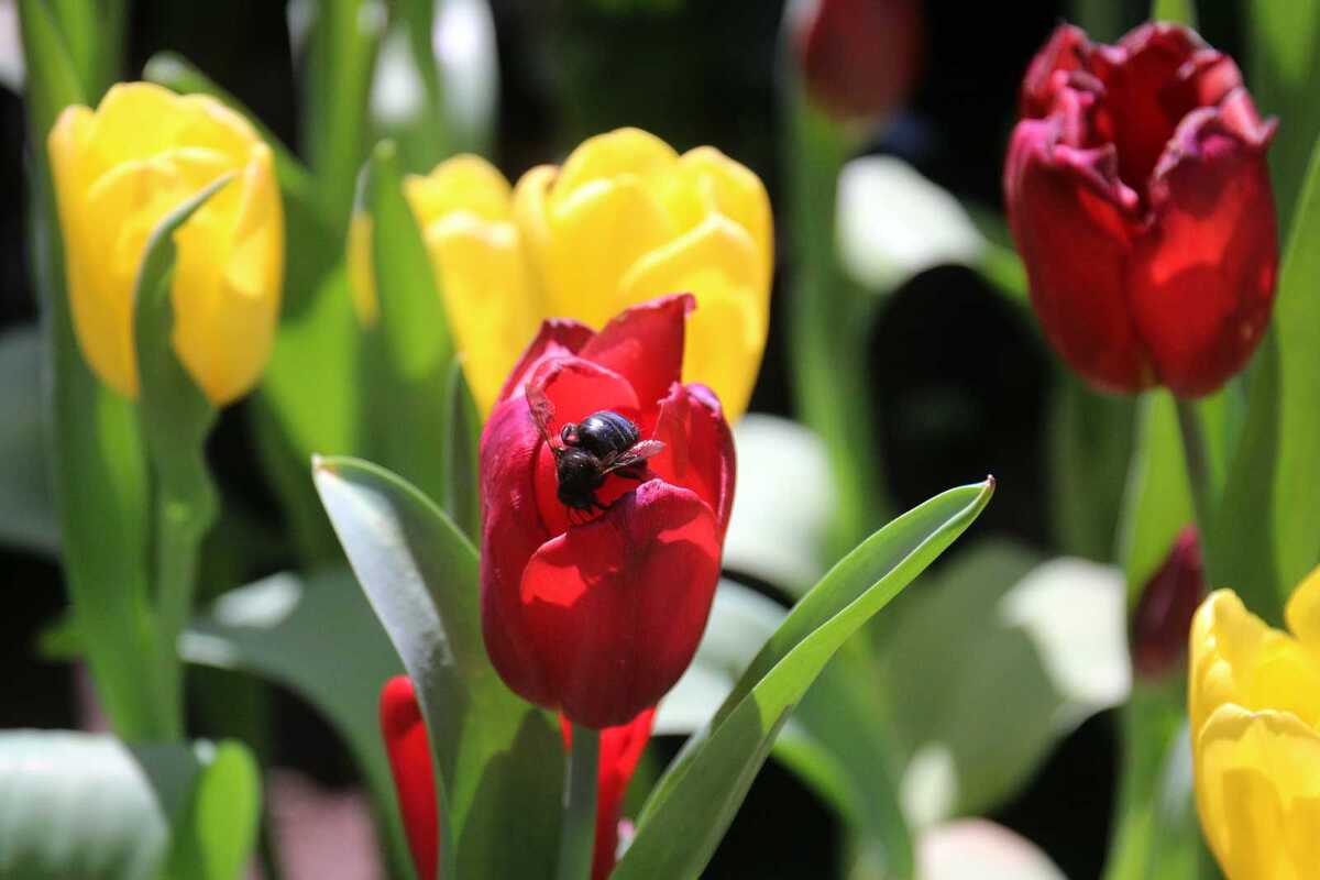 Te decimos cuál es el pronóstico del tiempo para Torreón, Saltillo, Coahuila y Durango este 21 de abril por condición climática.| Rolando Riestra