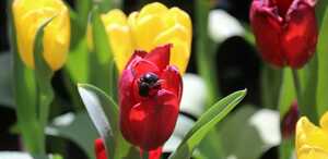 Te decimos cuál es el pronóstico del tiempo para Torreón, Saltillo, Coahuila y Durango este 21 de abril por condición climática.