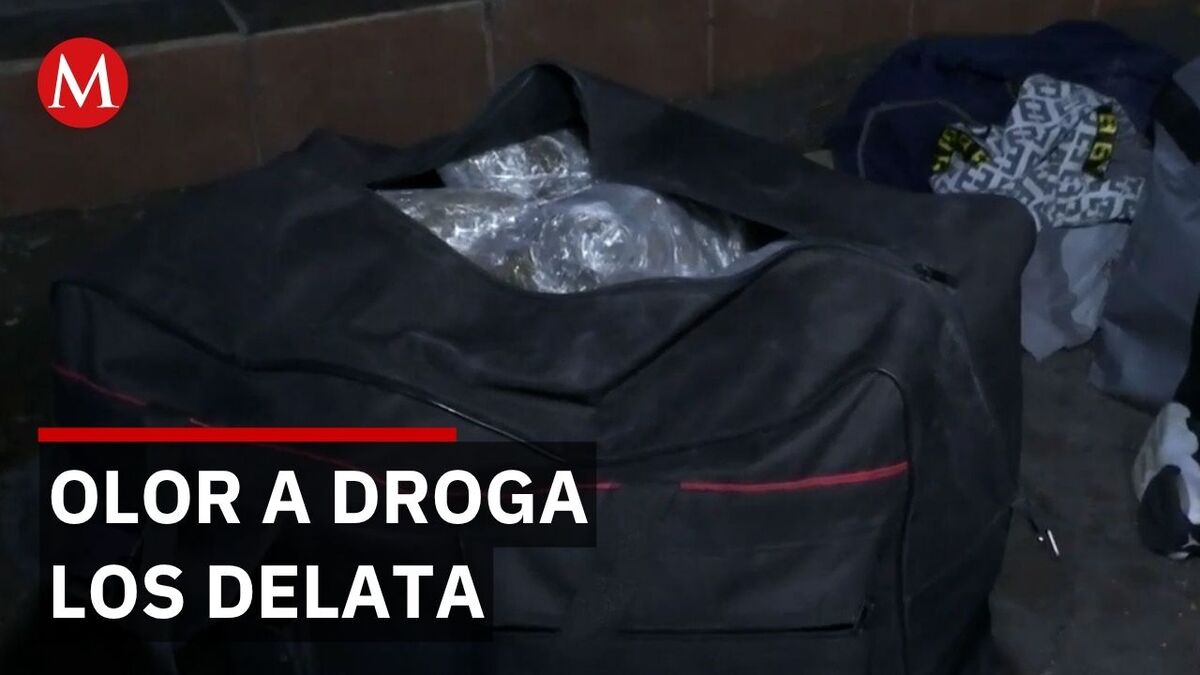 Decomisan 60 kilos de marihuana en terminal de autobuses en Zapopan