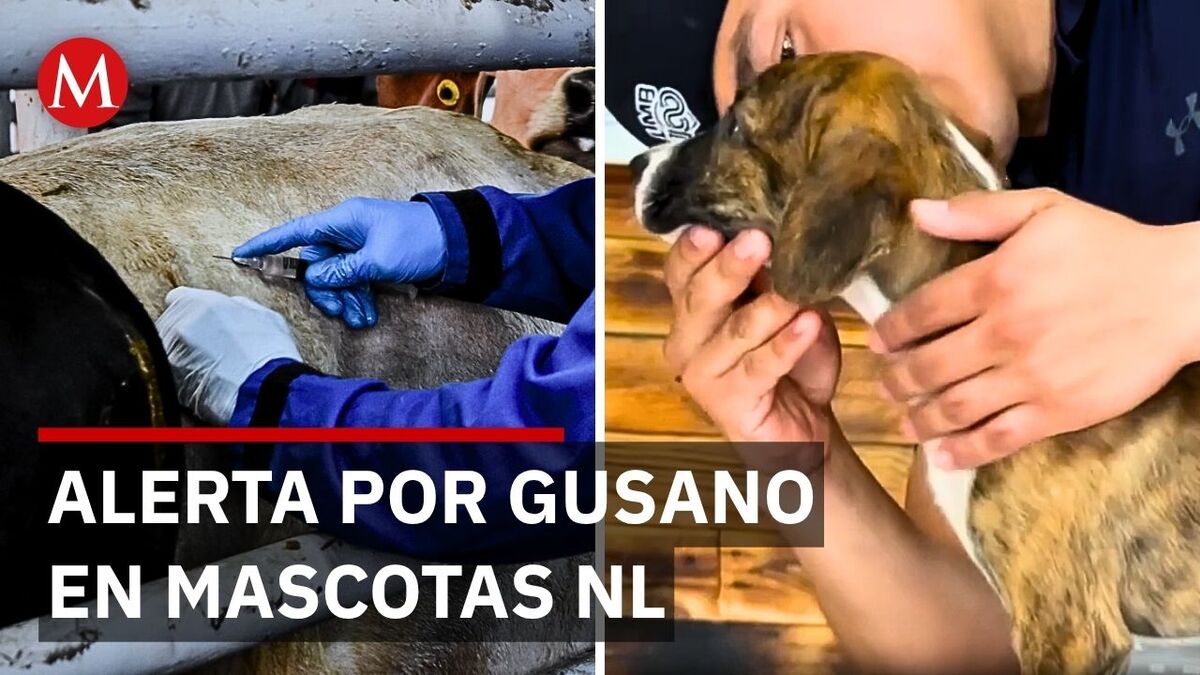 Nuevo León inicia campaña tras casos de gusano barrenador en mascotas