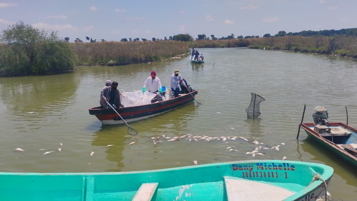 Mortandad de peces en dique El Camalote en Altamira. Foto: Mario Juárez