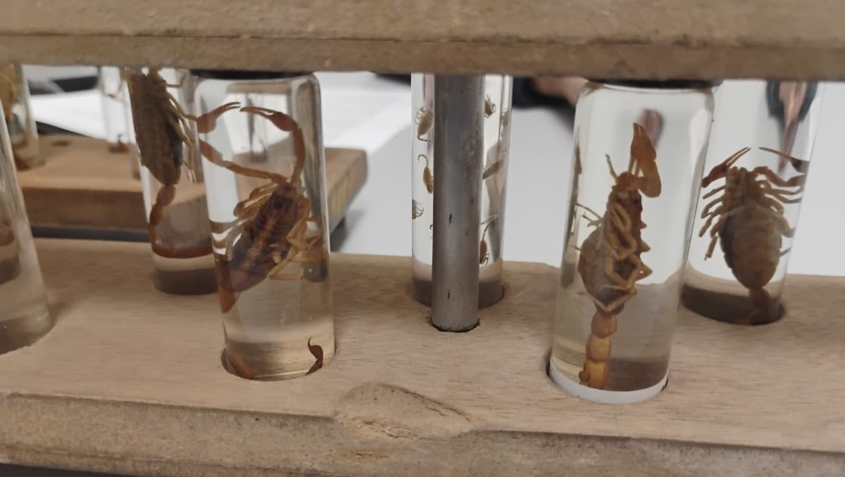 Picaduras de alacrán en Guanajuato: suman más de 7 mil | Equipo Milenio