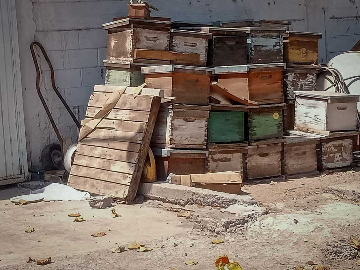 Las autoridades reiteraron el llamado a la población para reportar la presencia de enjambres