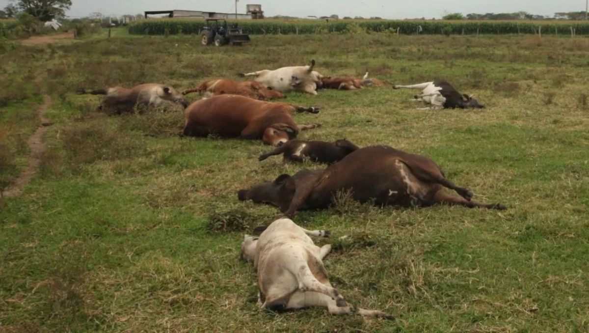 Autoridades sanitarias mantienen vigilancia ante el incremento reciente de casos en Nuevo León | Especial