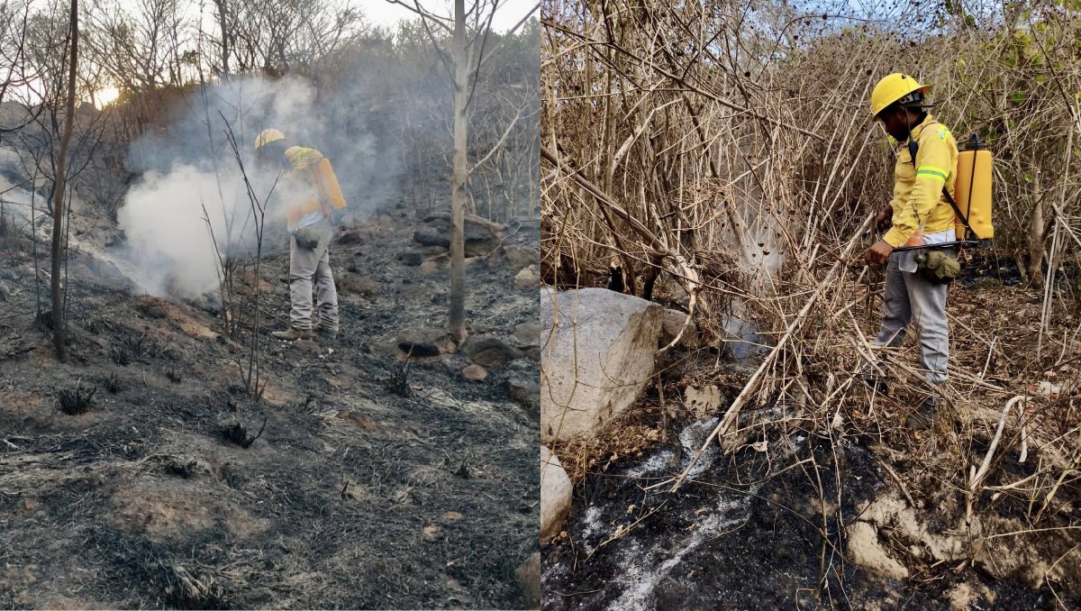 El 30 por ciento de los incendios fueron provocados por caída de rayos. | Especial