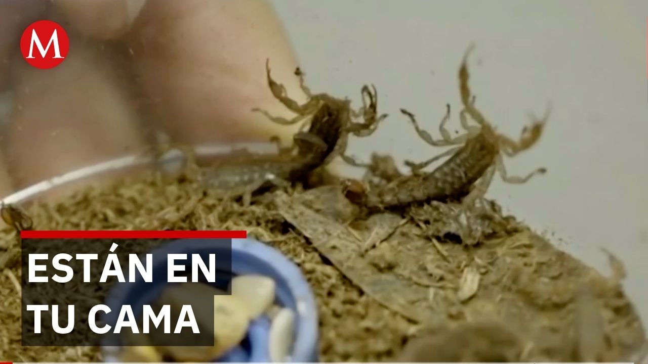 Emergencia en Guanajuato por plaga de alacranes