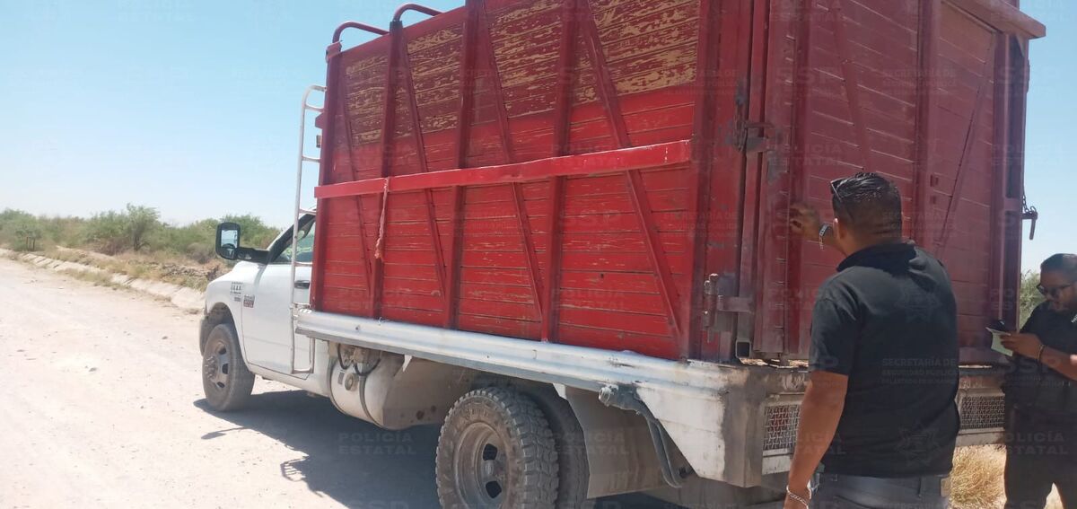 Se interceptó un camión en el que transportaban ilegalmente 5 bovinos con vida y uno más muerto. | Especial