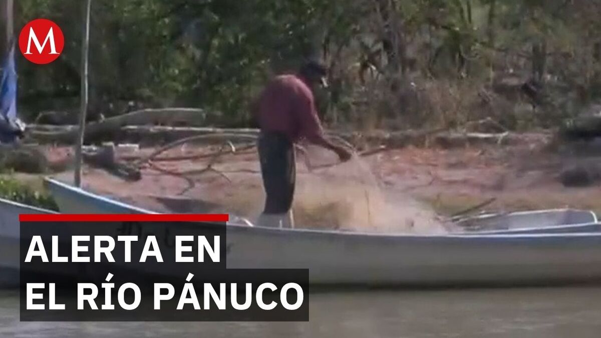 Mortandad de peces en río Pánuco desata dudas entre pescadores y autoridades