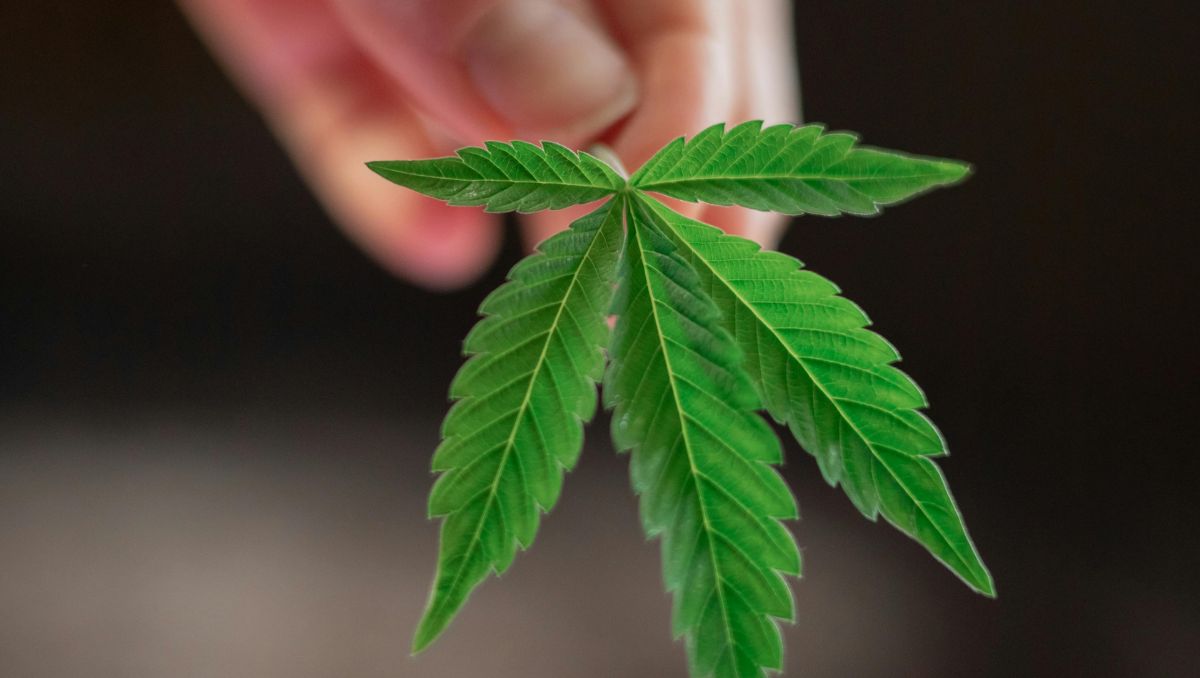 Movimiento Cannábico en Guanajuato gestiona 20 permisos de cannabis