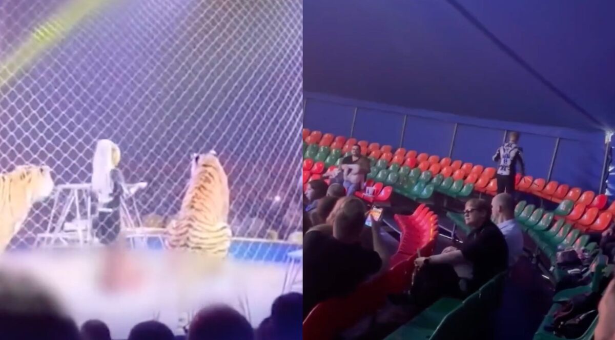 Tigre causó pánico en circo de Rusia. | ESPECIAL