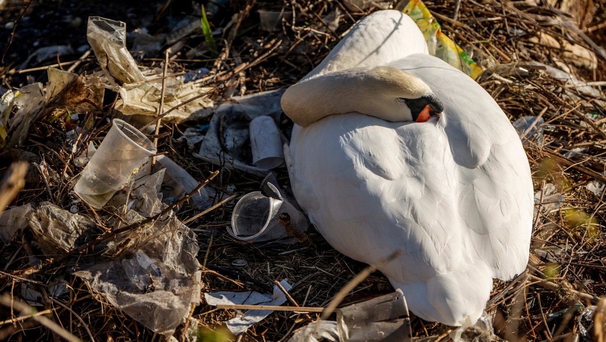Cisne se sienta en un nido cubierto de residuos plásticos en Damhussoeen, Copenhague. | AFP