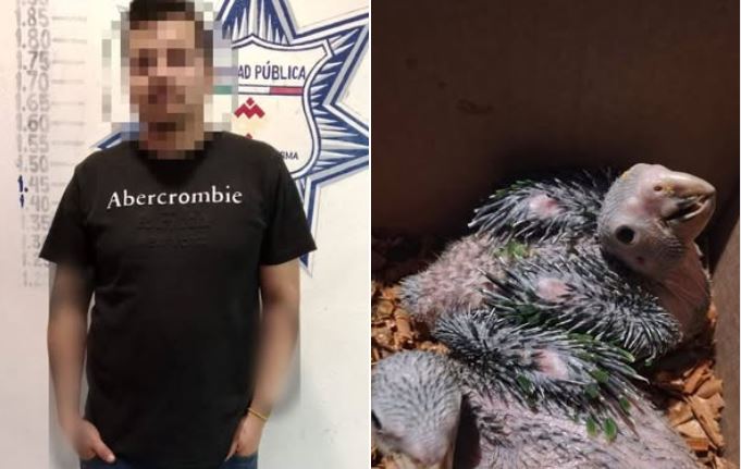 Detienen a hombre por venta ilegal de aves protegidas. (Cortesía)