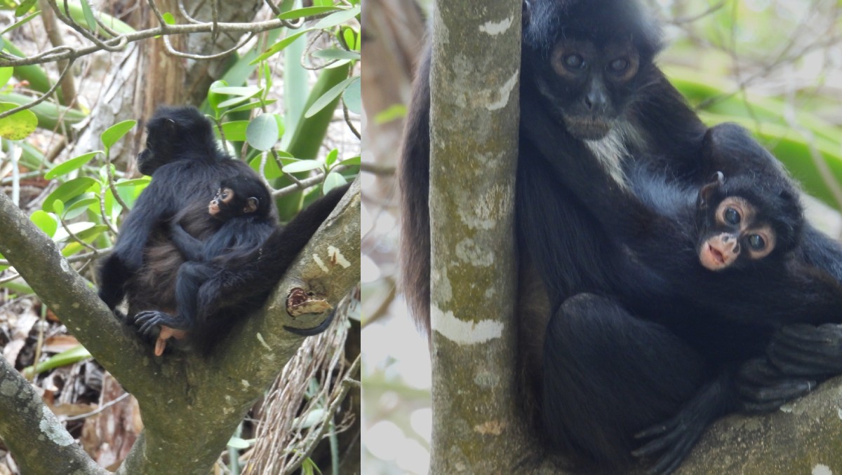 Las autoridades celebraron el nacimiento del ejemplar. | Especial