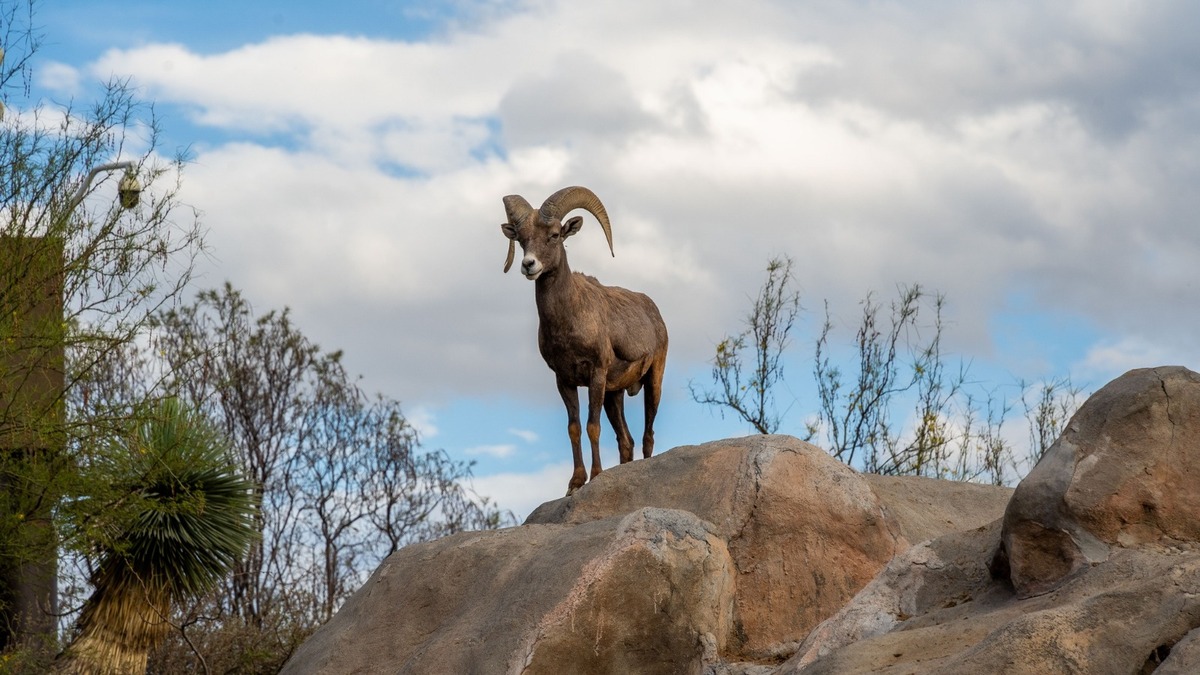 En Coahuila, regresan bisontes, lobos y águilas al desierto. | Especial