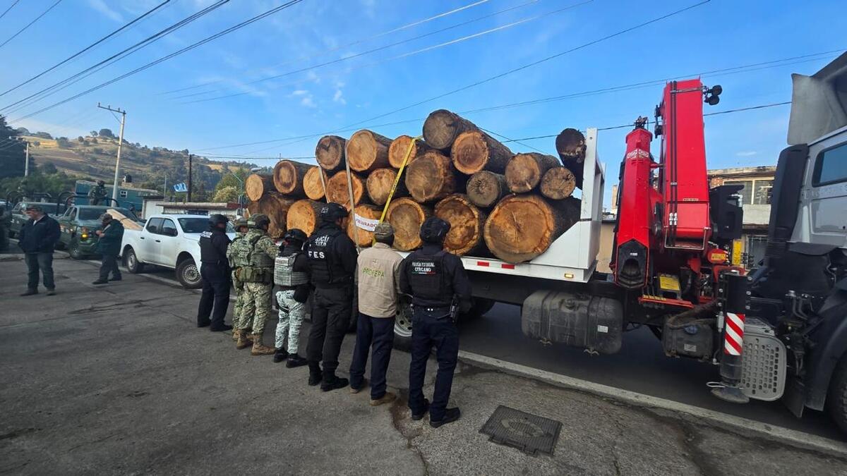 Frenan procesamiento de madera ilícita en Ocuilan; despliegan a más de 240 elementos. |  Foto: Especial