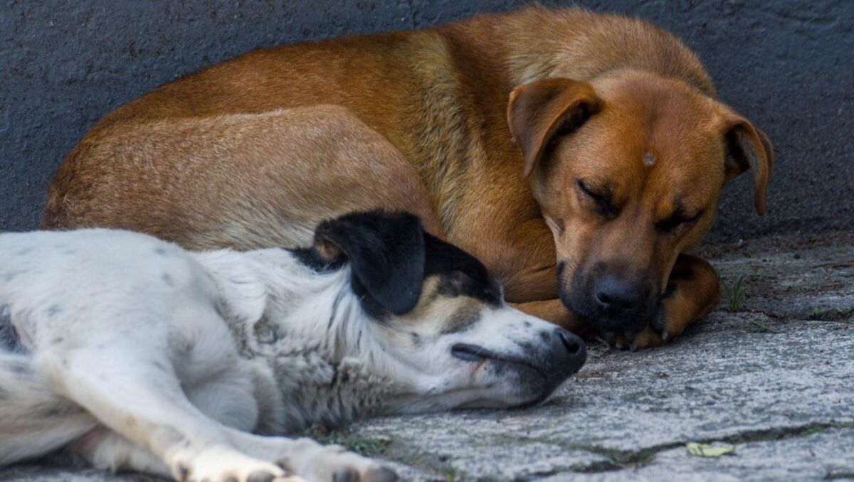 A nivel nacional, el brote supera los 21 mil casos acumulados | Especial