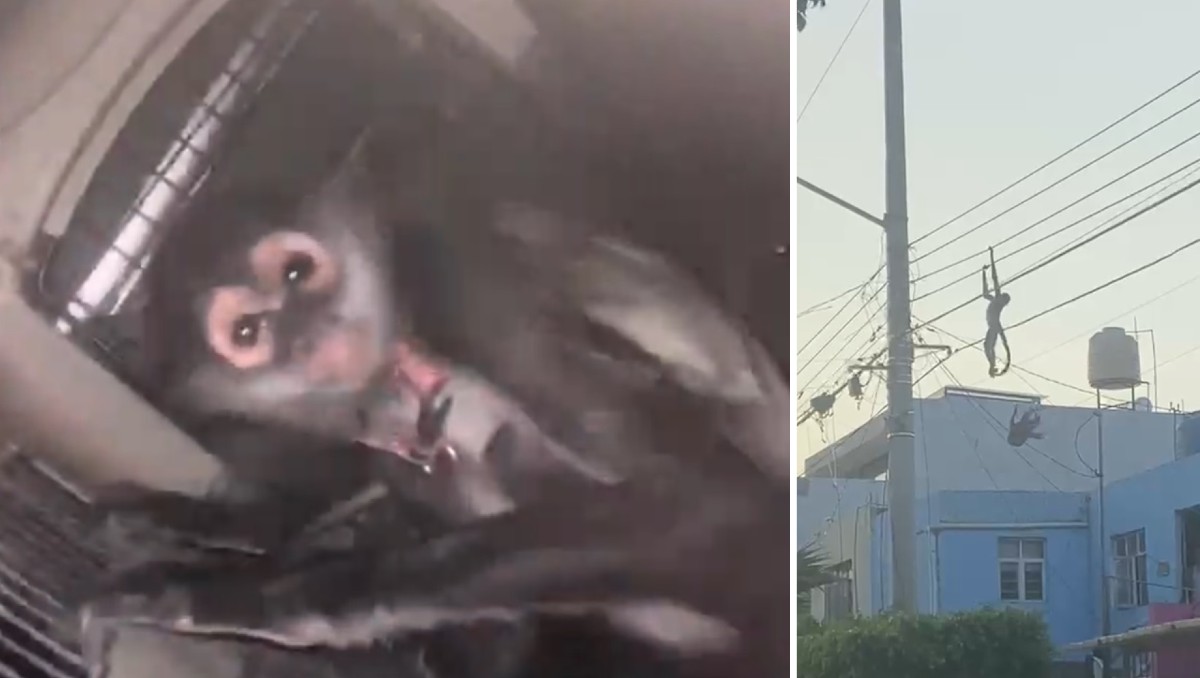 Rescatan a mono araña en calles de Guadalajara (Especial)