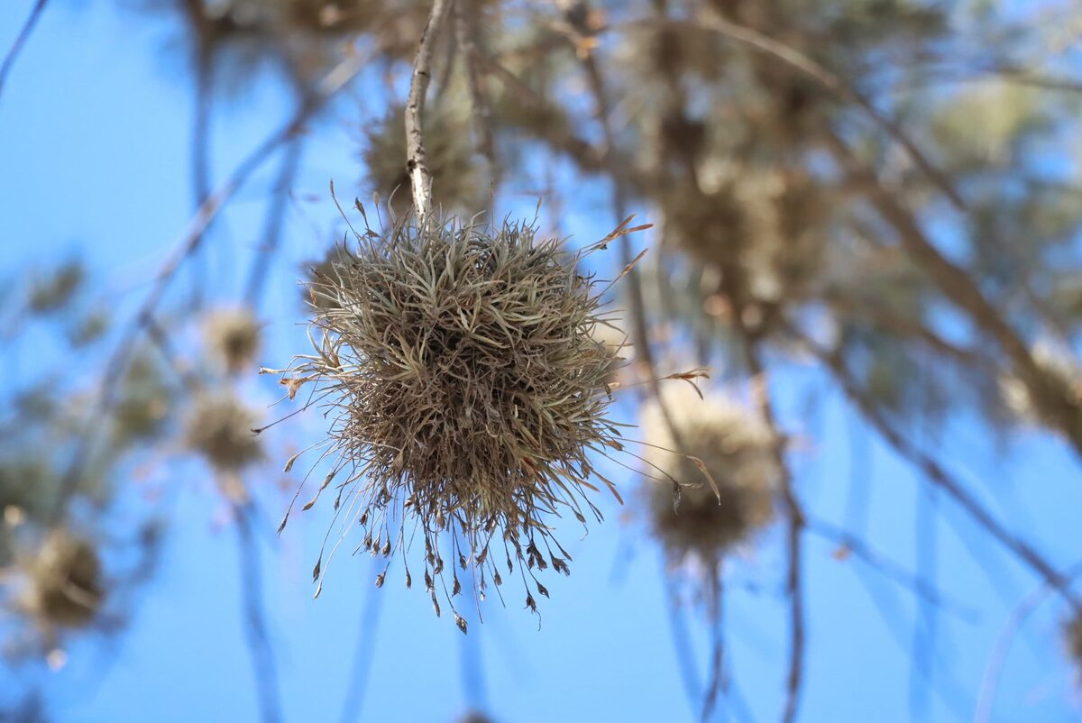 Urgente combatir heno motita en región Tula