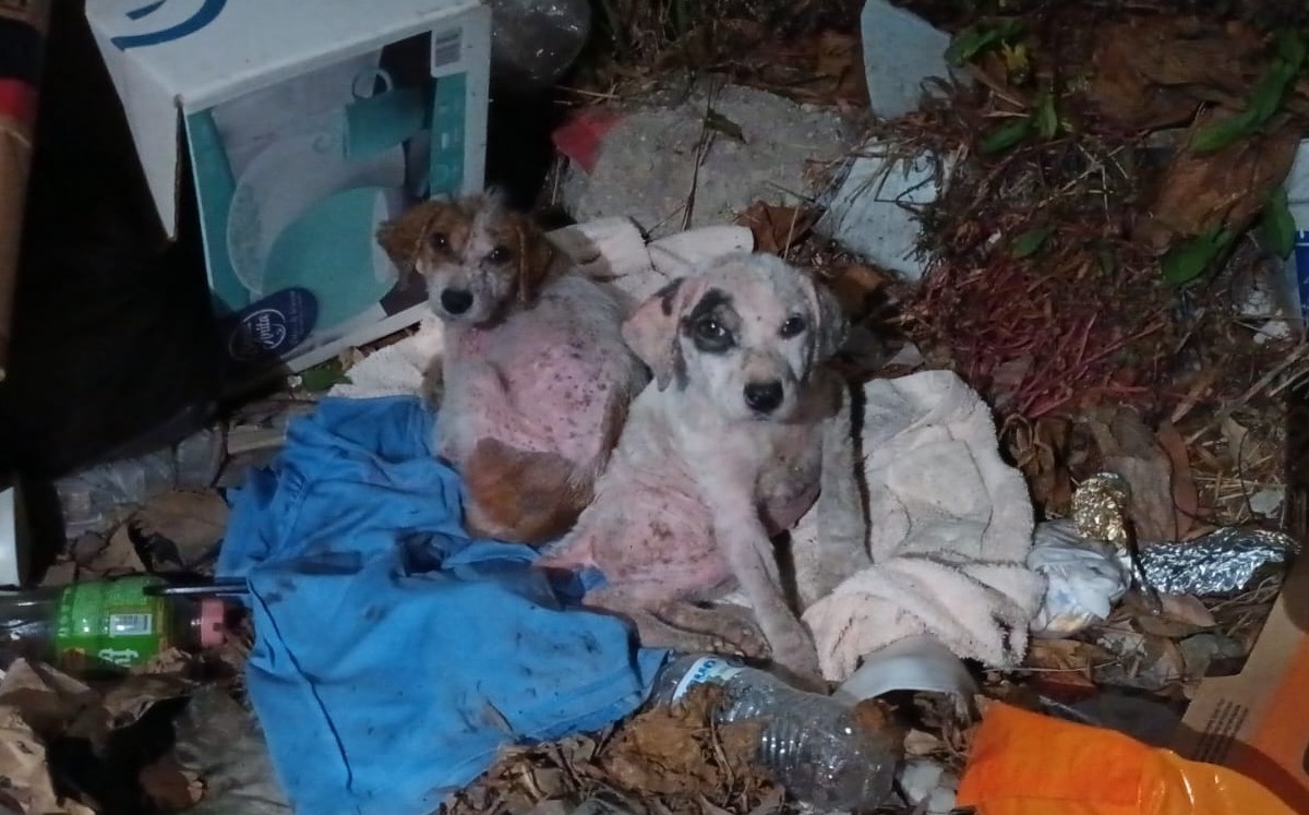 Aumenta abandono de cachorros en Tampico