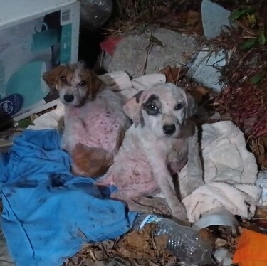 Aumenta abandono de cachorros en Tampico