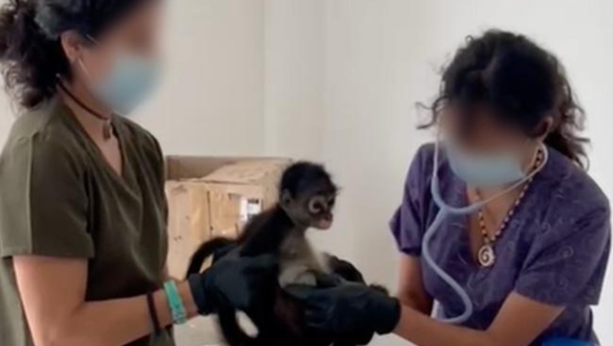 Aves y monos araña fueron rescatados en operativos de Profepa en Veracruz