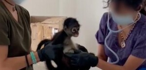 Aves y monos araña fueron rescatados en operativos de Profepa en Veracruz