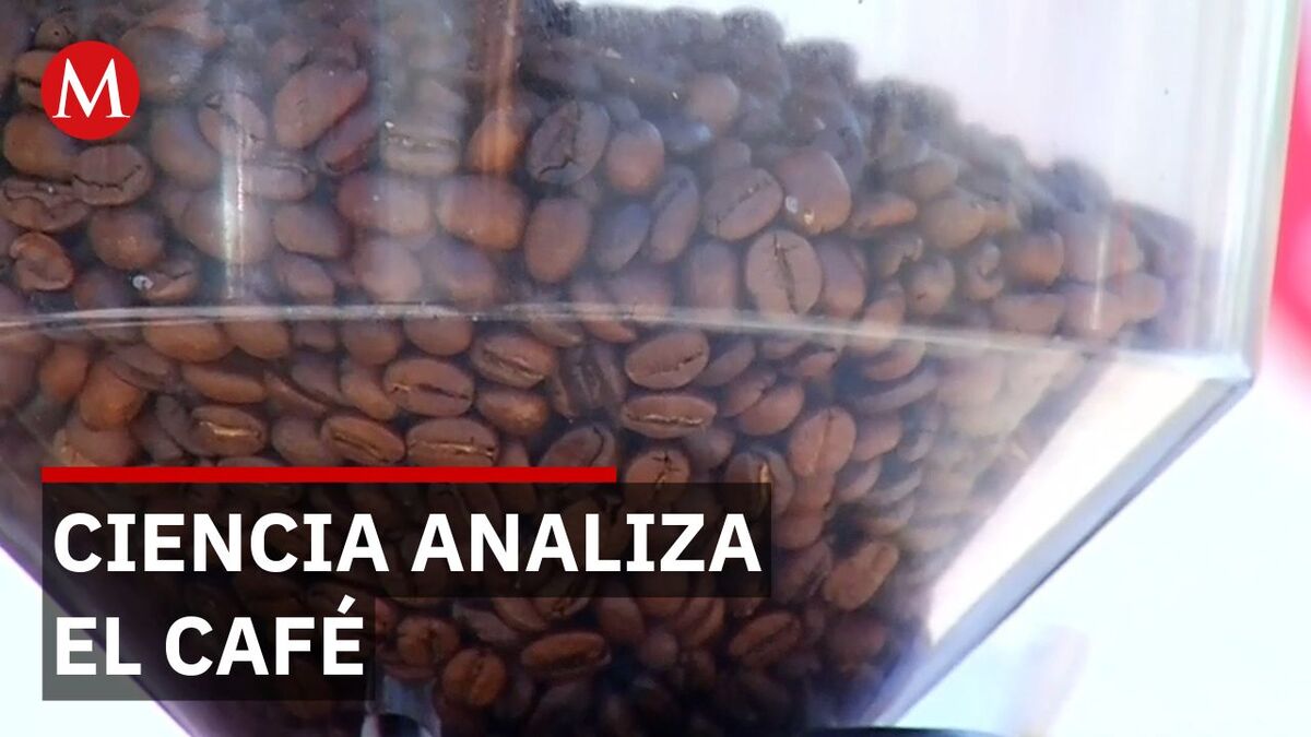 Científicos revelan cómo el café altera tus bacterias y neurotransmisores