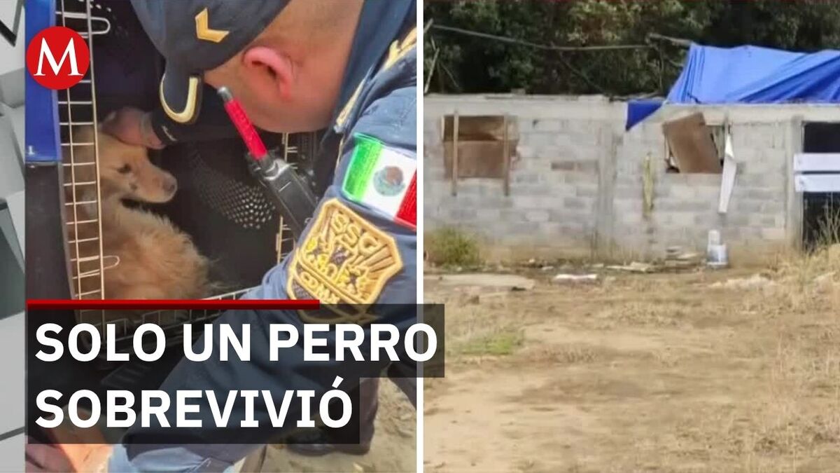 En Tlalpan, hallan 51 perros muertos por abandono