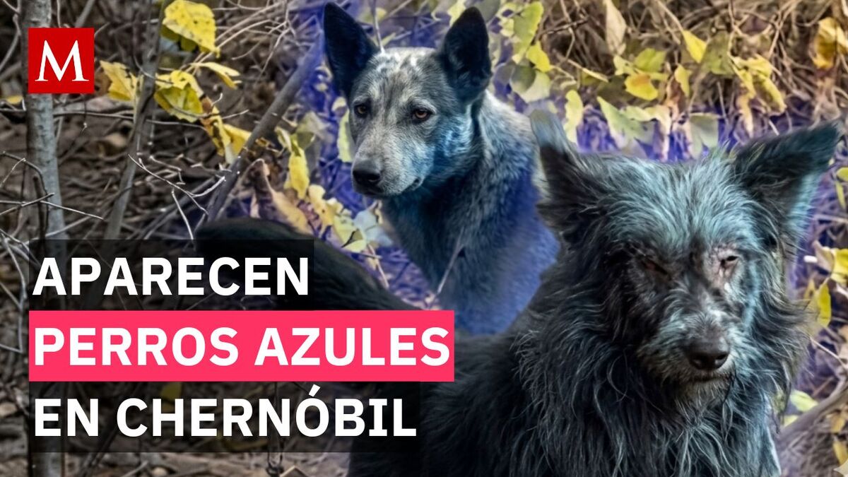 Cuidadores en Chernóbil descubren perros con pelaje azul. Descubre qué se sabe sobre este fenómeno y la labor de Dogs of Chernobyl.
