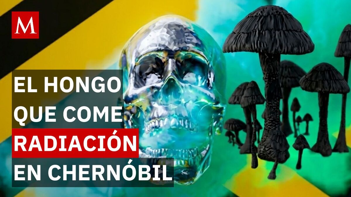 Descubren extraña especie en Chernóbil que come radiación y la vuelve energía