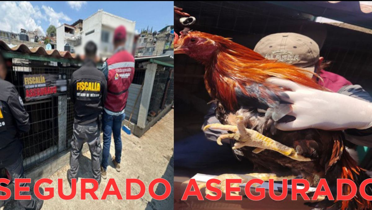 FGJEM rescató 162 aves en hacinamiento y probable maltrato tras cateo en dos inmuebles de Tlalnepantla. Foto: Especial