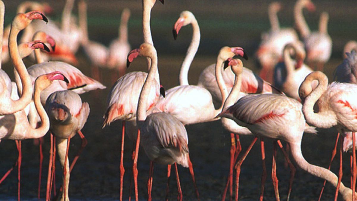 Flamencos rosados en la Reserva de Ría Celestún, Yucatán. | Foto: Especial