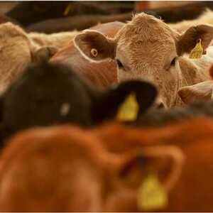 Guanajuato registra cinco casos de gusano barrenador, cuatro activos en Xichú. Ganaderos exigen reforzar medidas sanitarias para frenar la propagación.