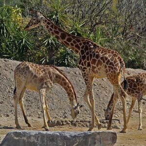 La jirafa Benito se integrará a una manada de 7 jirafas en Puebla