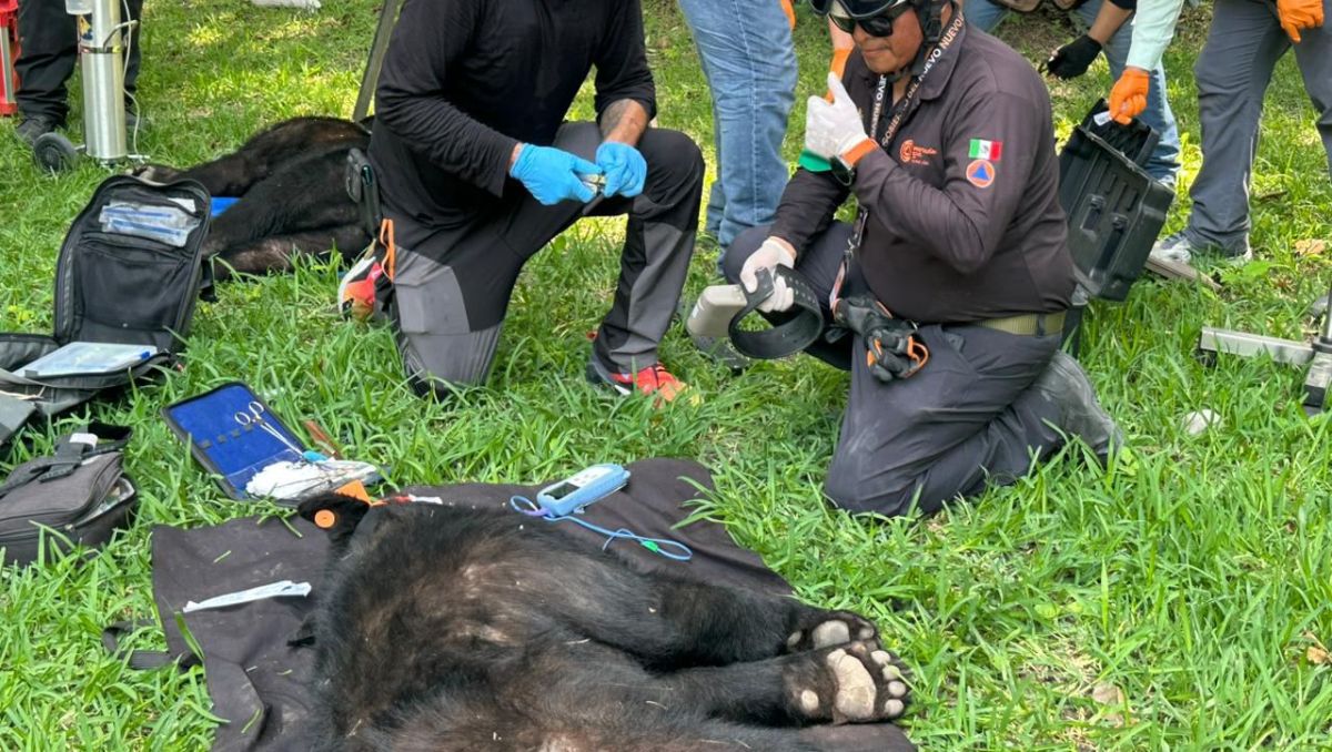 Los osos fueron contenidos y colocados en una jaula especial para devolverlos a su hábitat natural. | Especial