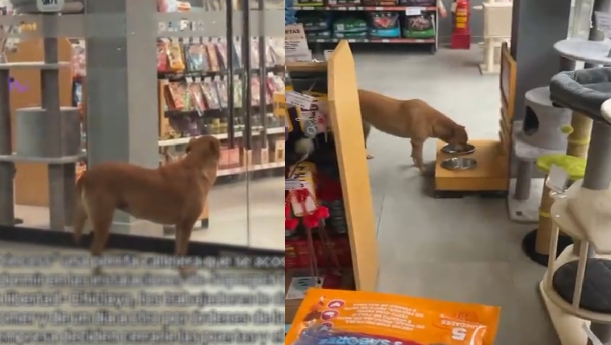 Tienda de mascotas presuntamente echó a perrita callejera y luego la recibe otra vez. | FOTO: Redes sociales.