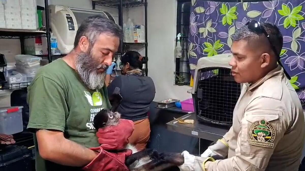 El mono recibe atención especializada. (Cortesía(
