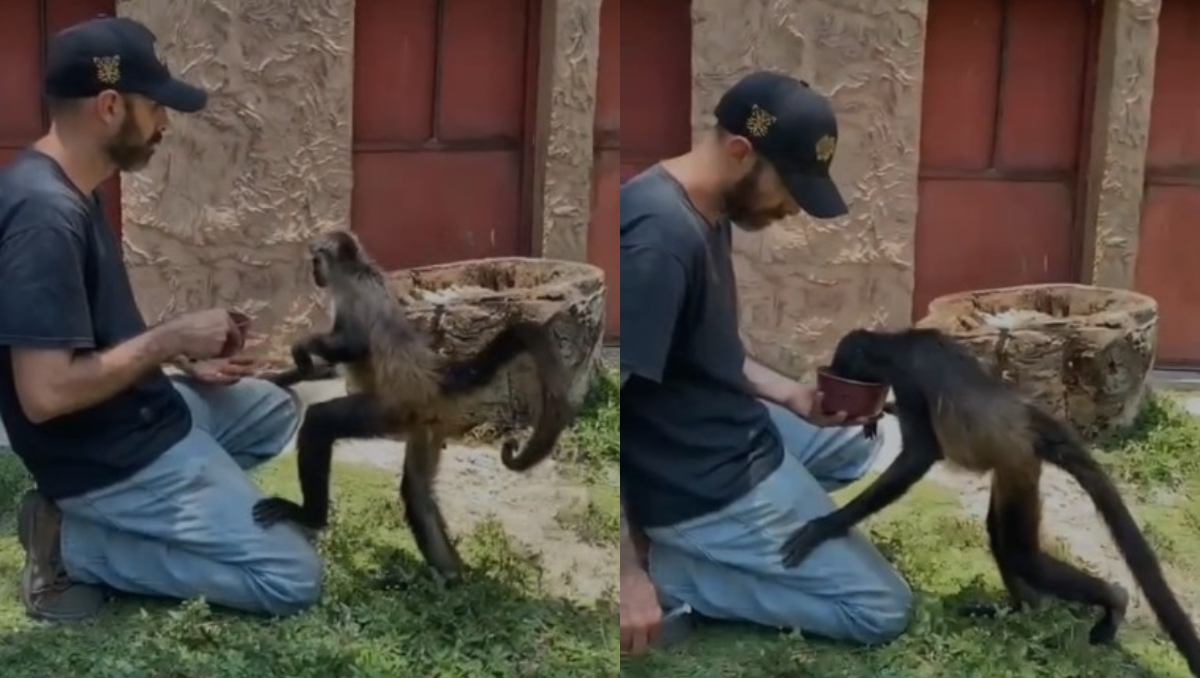 Imágenes del mono araña junto a su cuidador en el zoológico. | Foto: Especial