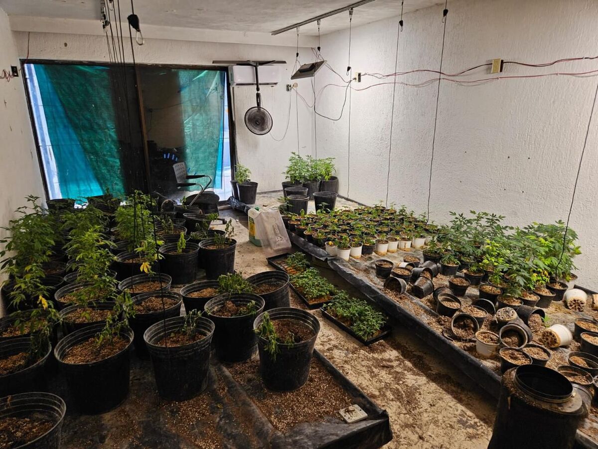 Más de 300 plantas de mariguana fueron aseguradas. (Especial).
