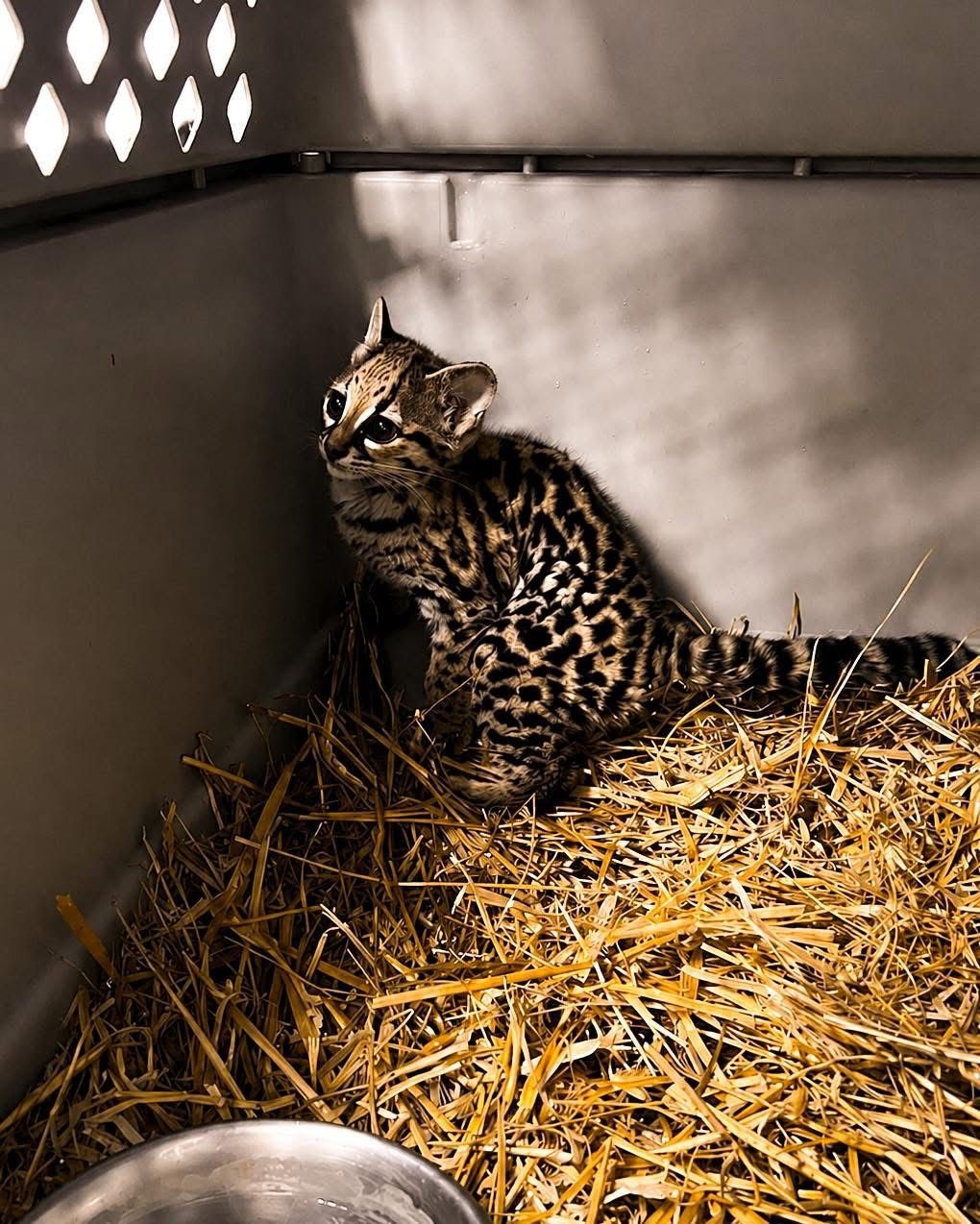 Pachuca recibe tigrillo para rehabilitación controlada