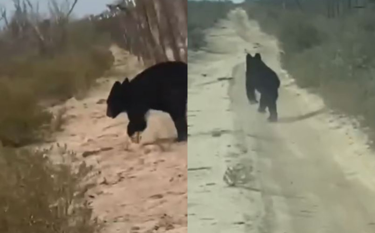 Captan oso negro en caminos rurales de La Laguna. | Foto: Cortesía