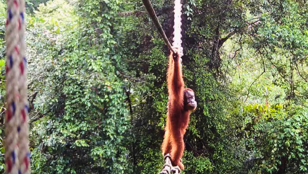 Orangután cruzando un puente sobre una vía en Pakpak Bharat, Sumatra Norte, Indonesia. | AP