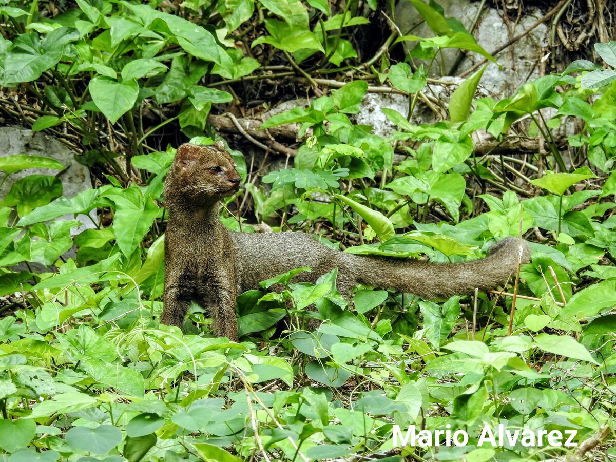 ¿Qué es el jaguarundi y por qué está en riesgo?