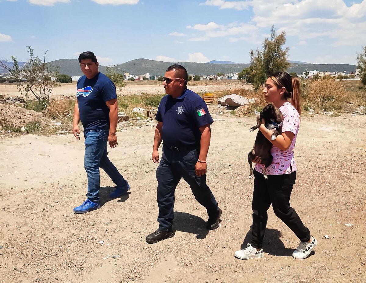Resguardan lomito atado en semáforo