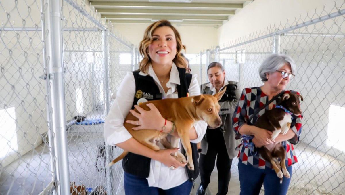 Baja California impulsa reformas y acciones en favor del bienestar animal. | Foto: Especial