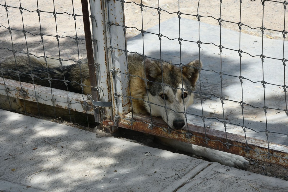 En Coahuila, clausuran Ranchito Safari por presunto maltrato animal. | Especial